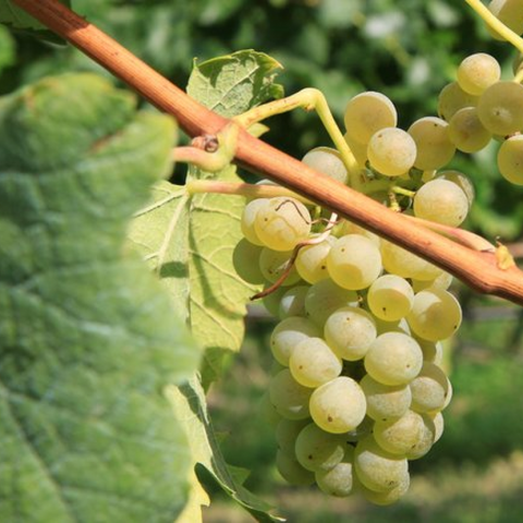 Tourelle Old Wine — Lebanese grocery at Mon Baladé